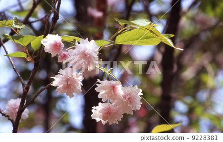 櫻花 9228381