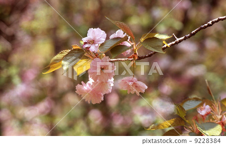 櫻花 9228384