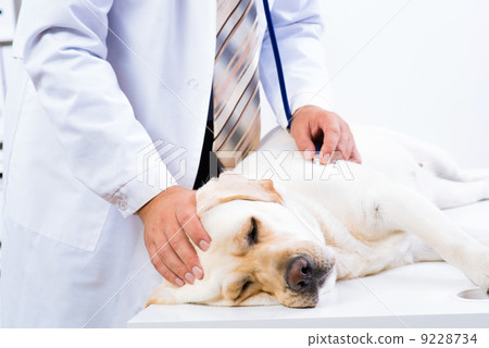 vet checks the health of a dog vet checks the health of a dog 9228734