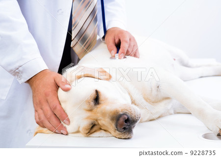 vet checks the health of a dog vet checks the health of a dog 9228735