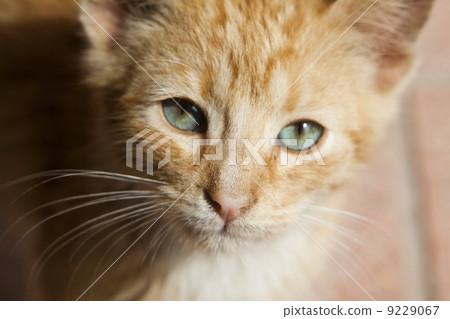 red playful kitten 9229067