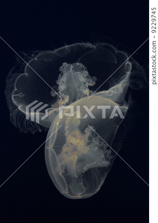 Moon jellyfish Moon jellyfish 9229745
