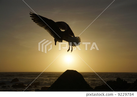 Seagull at dusk Seagull at dusk 9229784