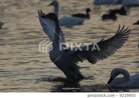 Great swans 9229905
