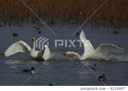 Great swans Great swans 9229997
