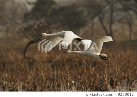 Great swans 9230012