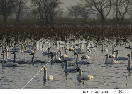 Great swans Great swans 9230023