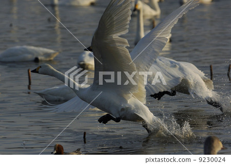 Great swans Great swans 9230024