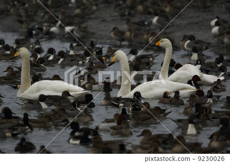 Great swans Great swans 9230026