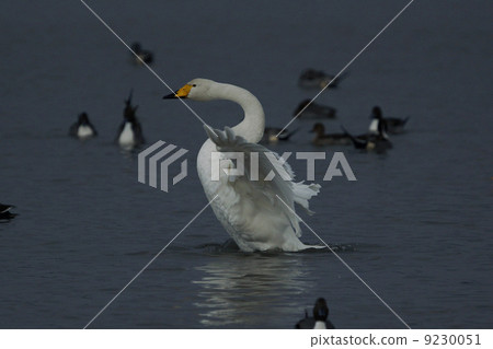 Great swans 9230051