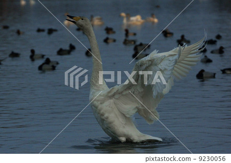 大天鵝 大天鵝 9230056