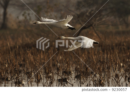 大天鵝 大天鵝 9230057