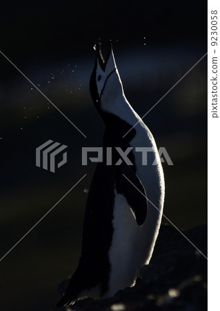 鬍子企鵝 鬍子企鵝 9230058