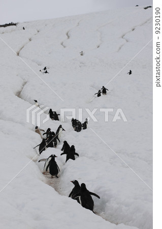 巴布亞企鵝 9230190