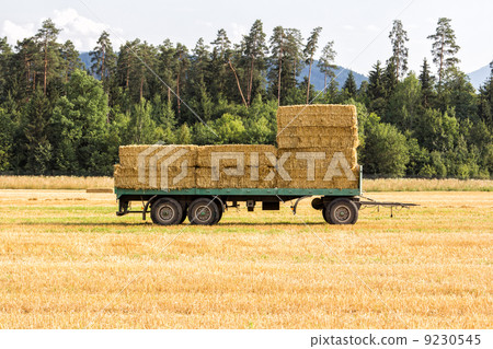Cart with hay on it 9230545