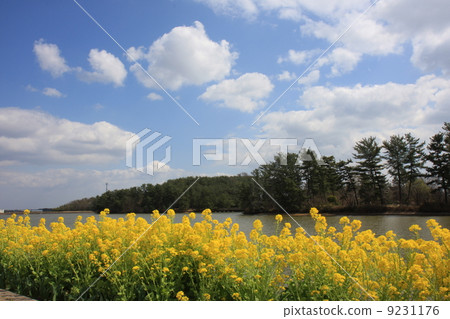 春天的場景 春天的場景 9231176