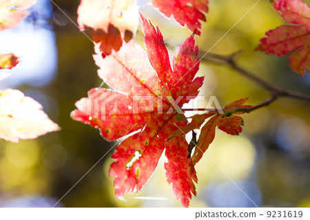 Autumn leaves 9231619