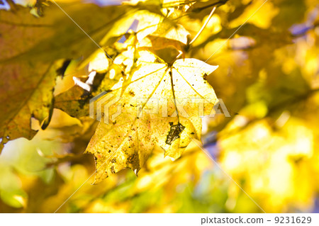 Autumn leaves 9231629