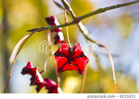 Autumn flowers on trees 9231631