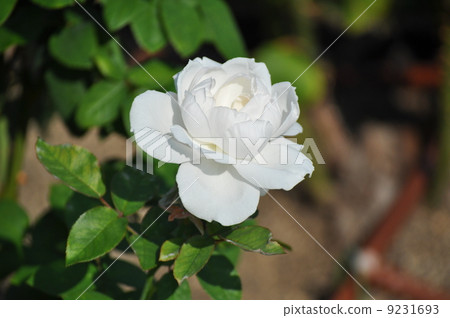 一輪Shnevichen 一輪Shnevichen 9231693