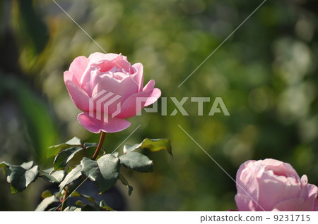 Chanté Rose Misato in full bloom Chanté Rose Misato in full bloom 9231715