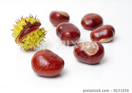Chestnut 9231856