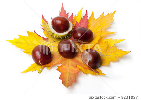 Chestnut Chestnut 9231857