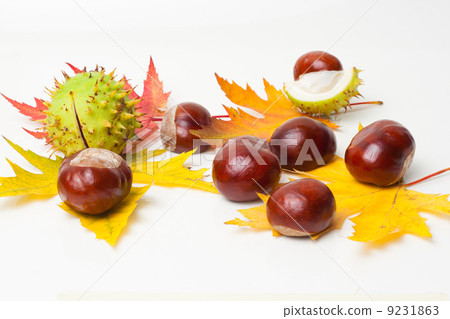 Chestnut Chestnut 9231863