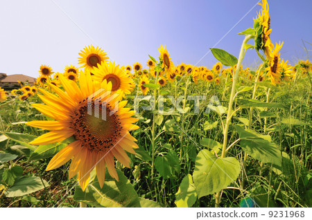 向日葵 9231968