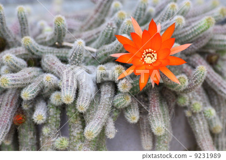 Cactus (sandalwood) 9231989