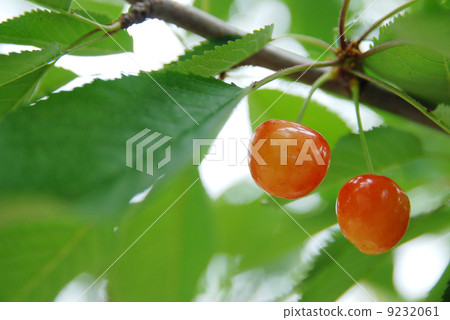 Nishiki Sato Nishiki Sato 9232061