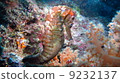 Seahorse 9232137