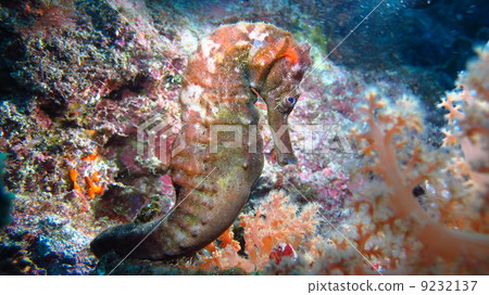Seahorse 9232137