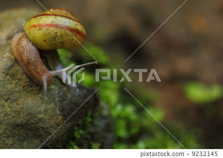 snails  9232145