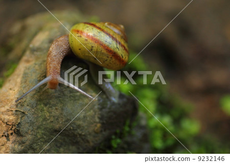snails  9232146
