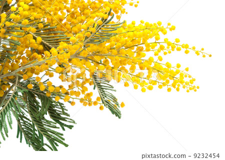 branch of a mimosa branch of a mimosa 9232454