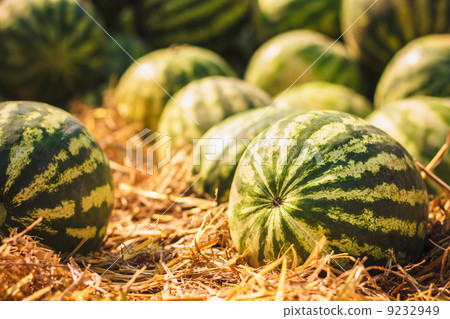 Watermelons were piled up 9232949