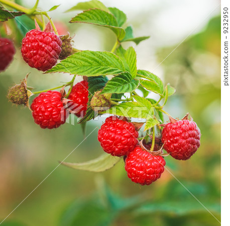 Raspberry. Raspberries. Growing Organic Berries closeup Raspberry. Raspberries. Growing Organic Berries closeup 9232950