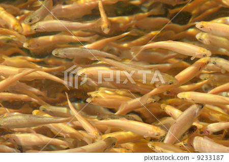 Trout background 9233187