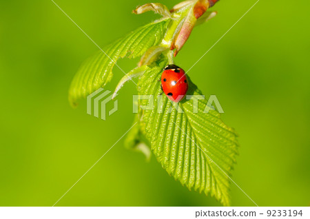 ladybug on fresh spring leaf ladybug on fresh spring leaf 9233194