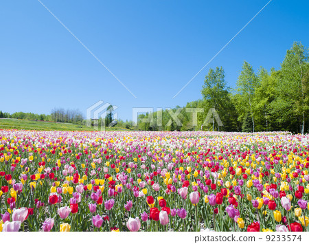 Tulip and blue sky 9233574