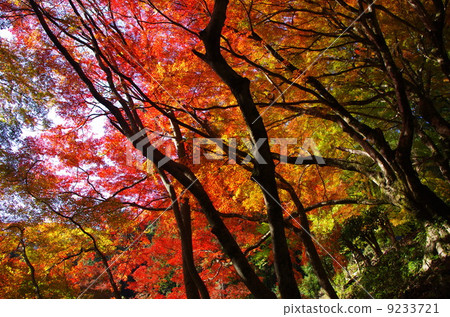 Autumn leaves of Mt. 9233721