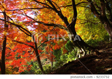 山的秋葉 9233732