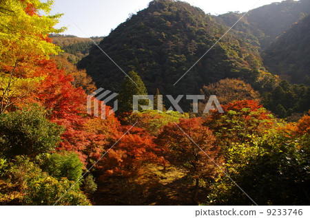山的秋葉 9233746