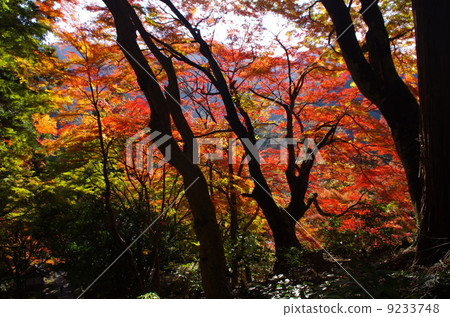 山的秋葉 9233748