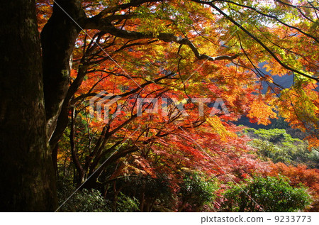 Autumn leaves of Mt. Autumn leaves of Mt. 9233773