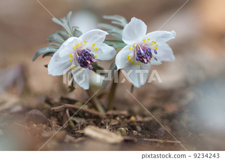 一個坦率的人 9234243