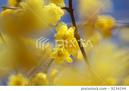 Nogawa的春天 9234244