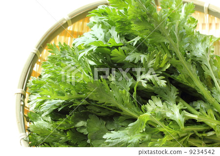 Shanda Shanda 9234542