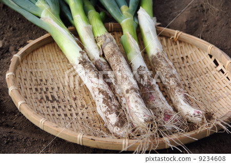 Harvest of green onions 9234608